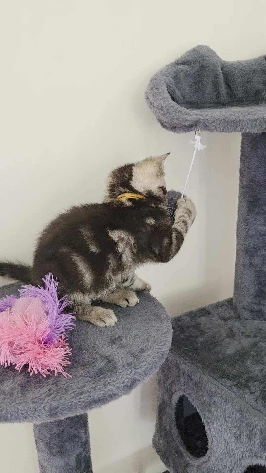 Mixed Breed cats for sale: Beautiful kittens looking for their forever homes  - Video 1