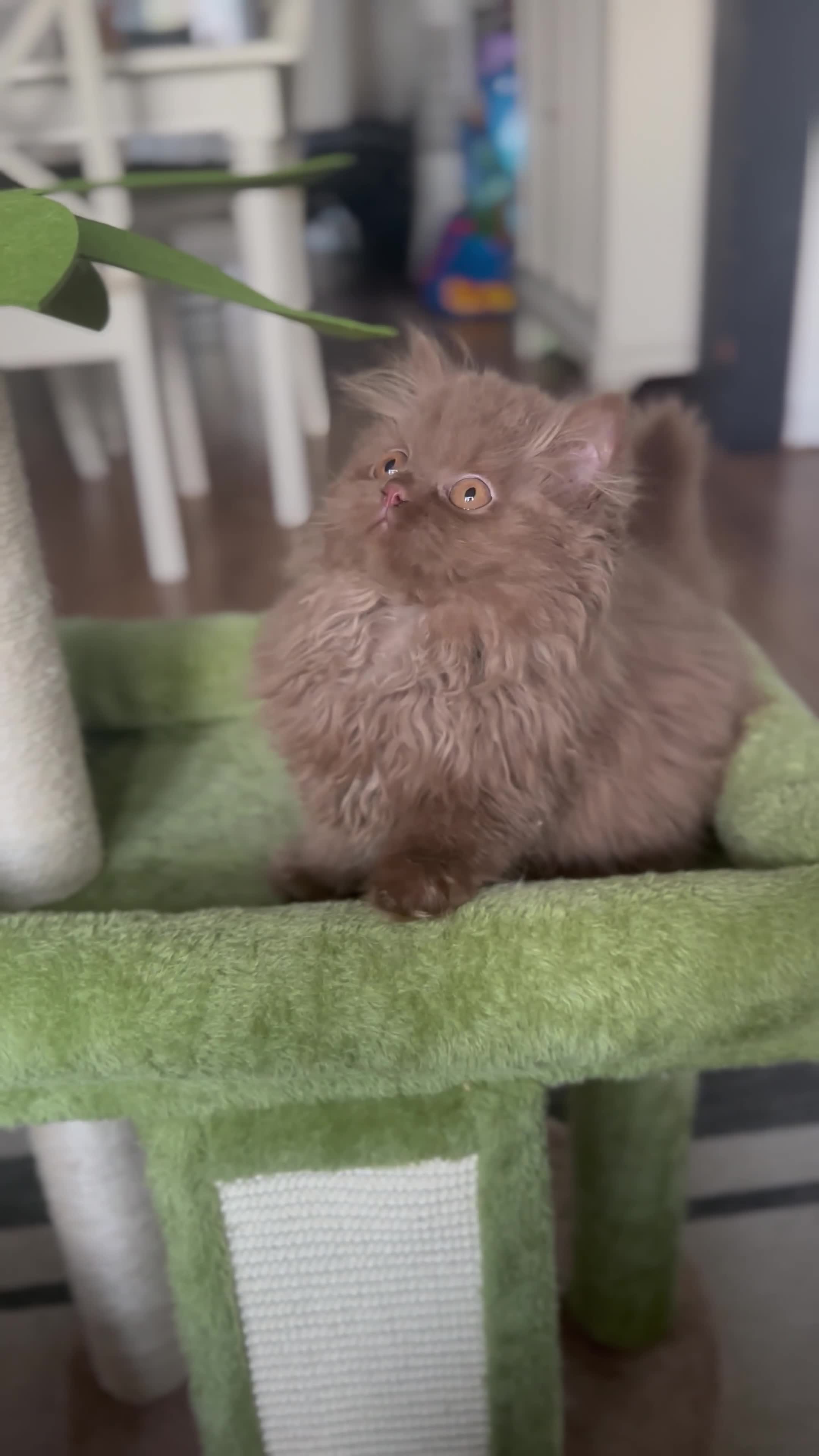 British Longhair cats for sale: Last kitten available British longhair cinnamon  - Video 1