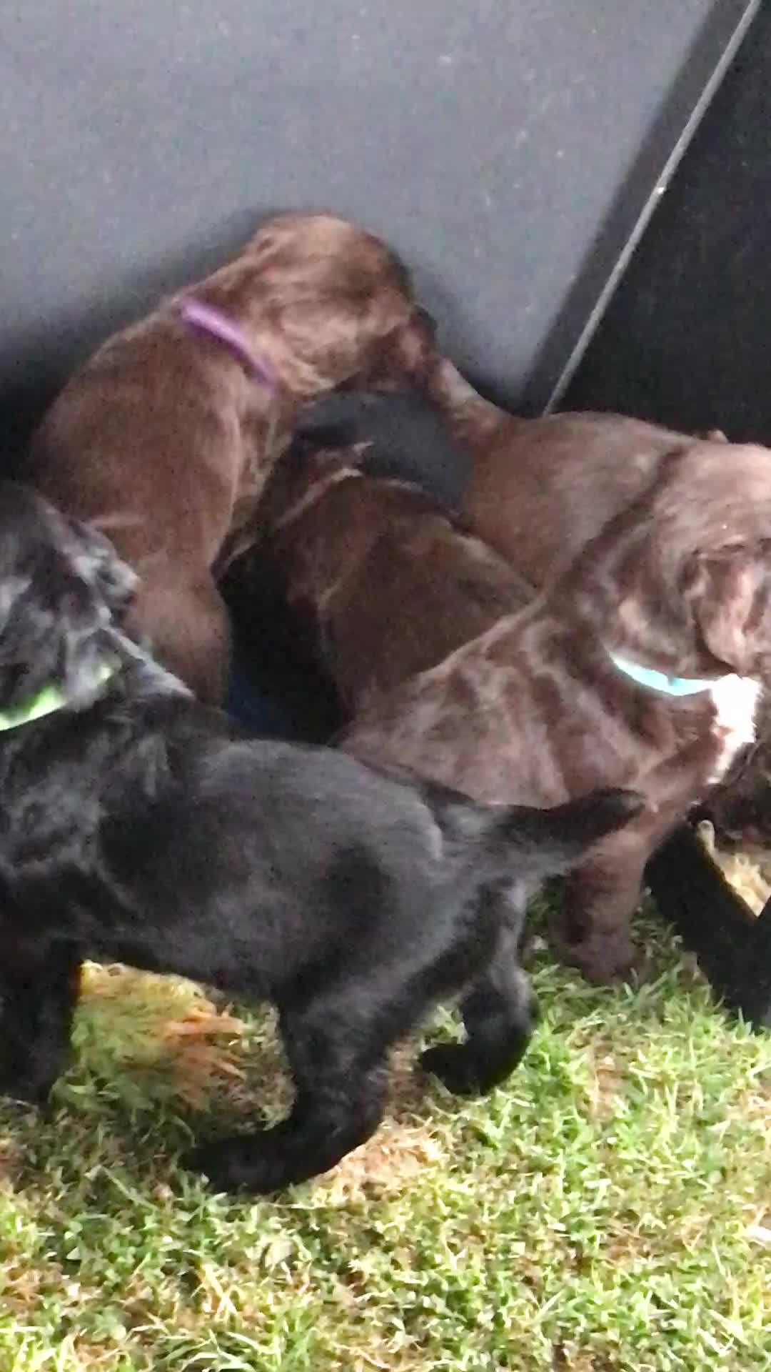 Sprocker dogs for sale: Exceptionally Bred F1 Sprockers from FTCH lines - Video 1