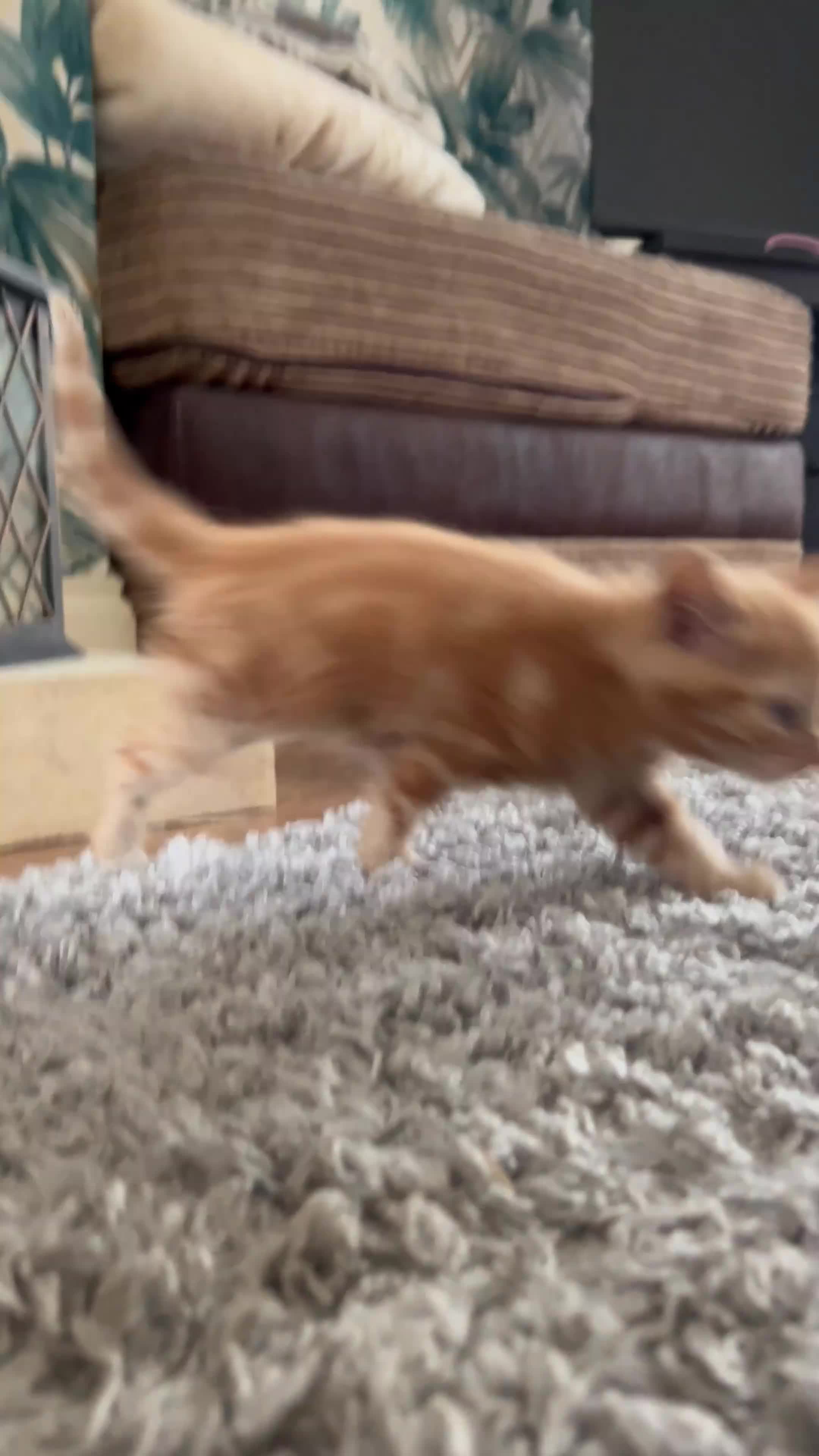 Mixed Breed cats for sale: Male ginger kitten  in Birmingham - Video 1