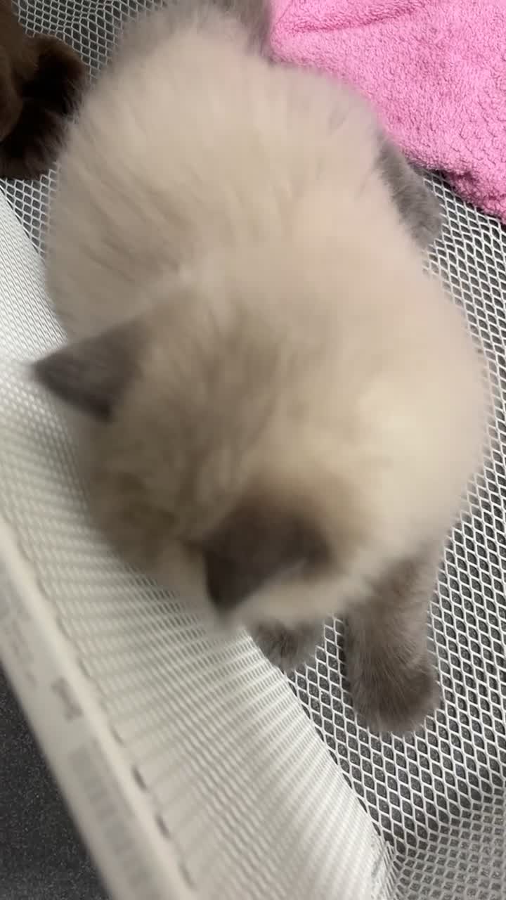 Ragdoll cats for sale: 🐾 Beautiful Female Lilac Ragdoll Kitten - Video 1