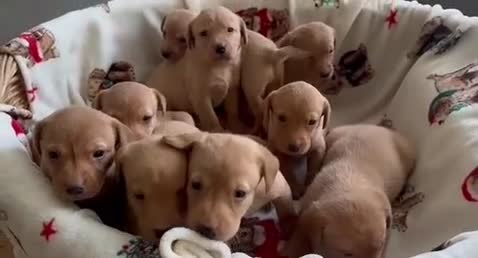 Labrador Retriever dogs for sale: KC REG LABRADORS /FULLY HEALTH TESTED PARENTS ⭐️🏆 - Video 1