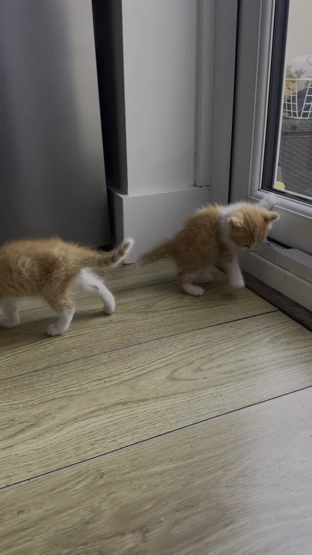Persian cats for sale: Half Persian 3 Boys and 1 Girl  - Video 1