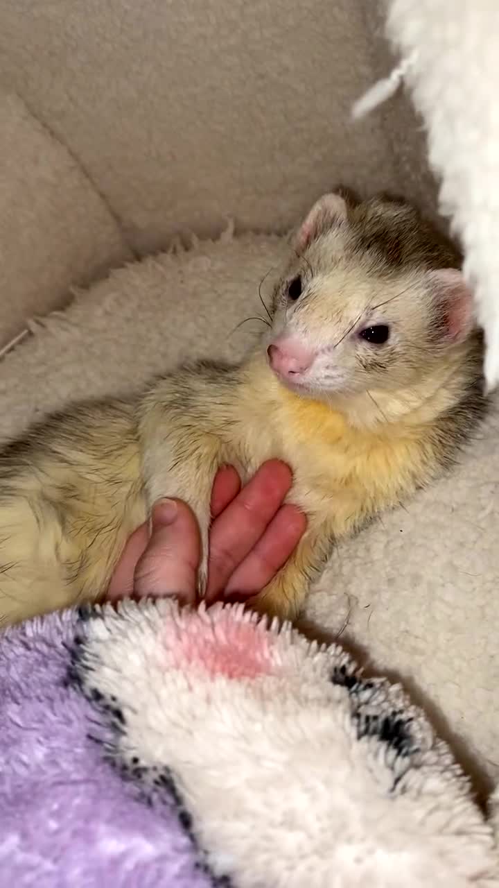 Ferret rodents for sale: (STILL AVALIABLE) Two hobs for rehoming. - Video 2