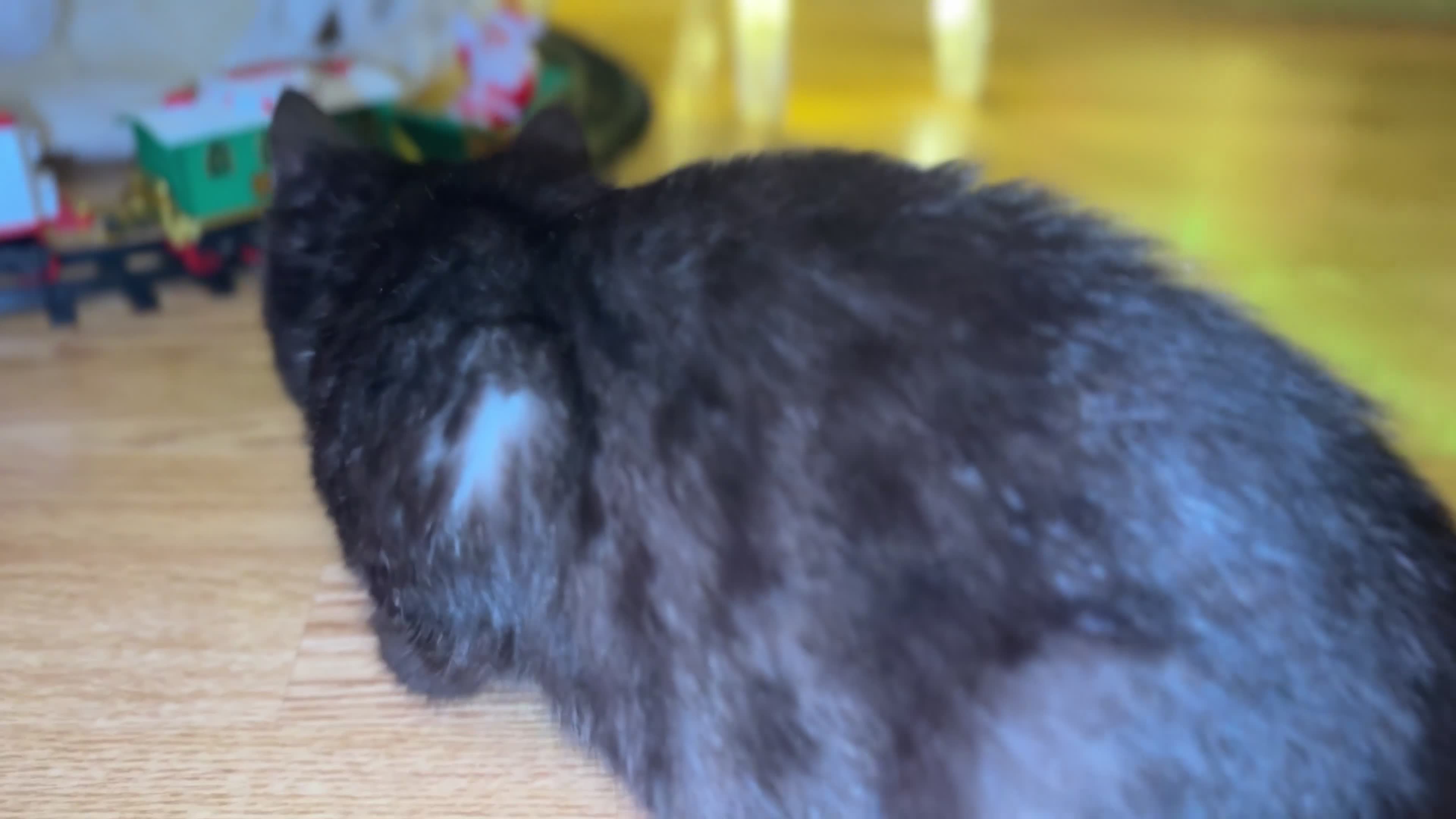 Egyptian Mau cats for sale: TICA REG SNOW SILVER & SMOKE EGYPTIAN MAU X BENGAL - Video 4