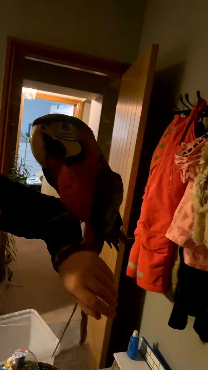 Macaws birds for sale: Female Harlequin Macaw.  - Video 5