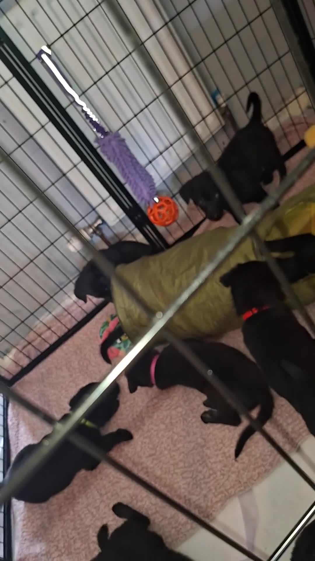 Sheprador dogs for sale: SHEPRADOR Puppies Ready to leave  - Video 1