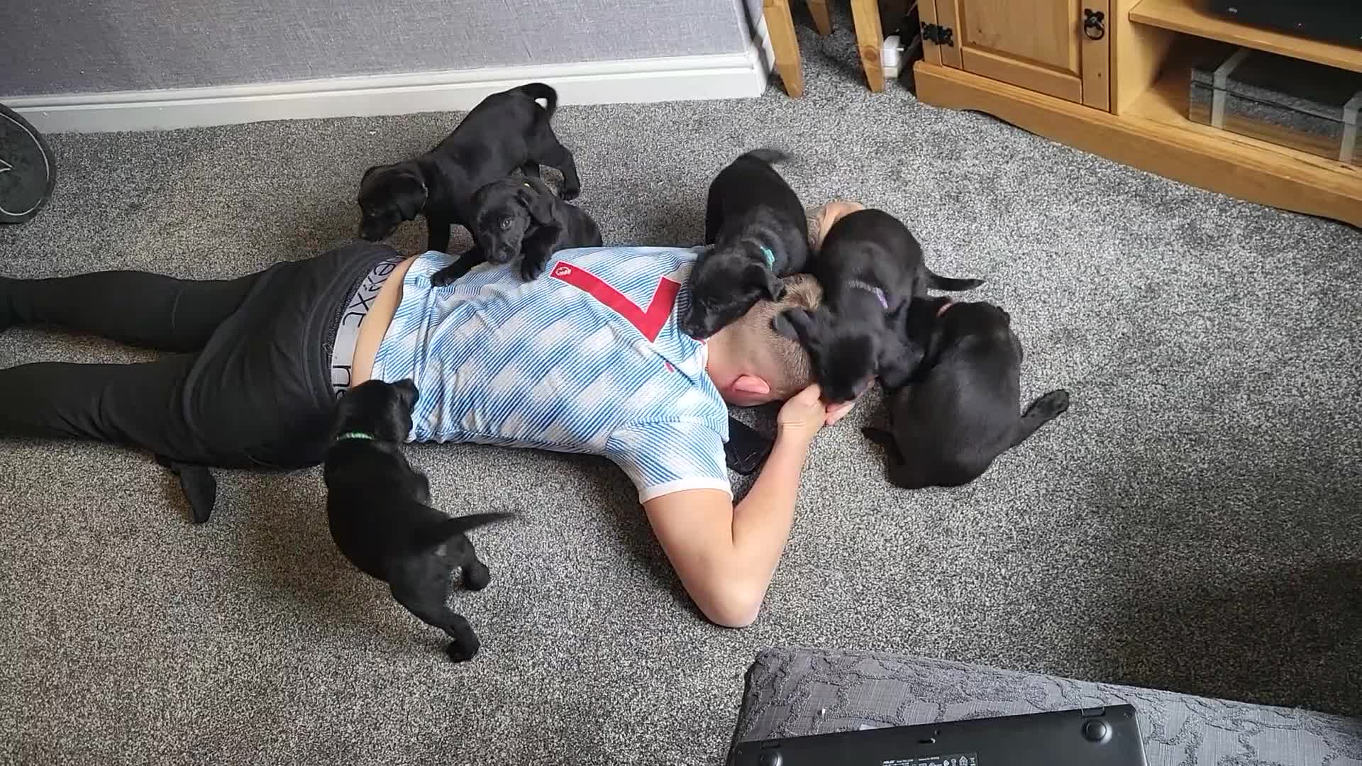 Labrador Retriever dogs for sale: 10 Healthy Black Labrador Retriever Puppies  - Video 1