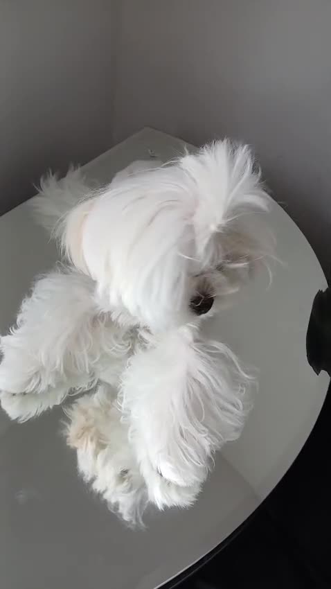 Maltese dogs for stud:  Miniature Korean maltese stud  - Video 1