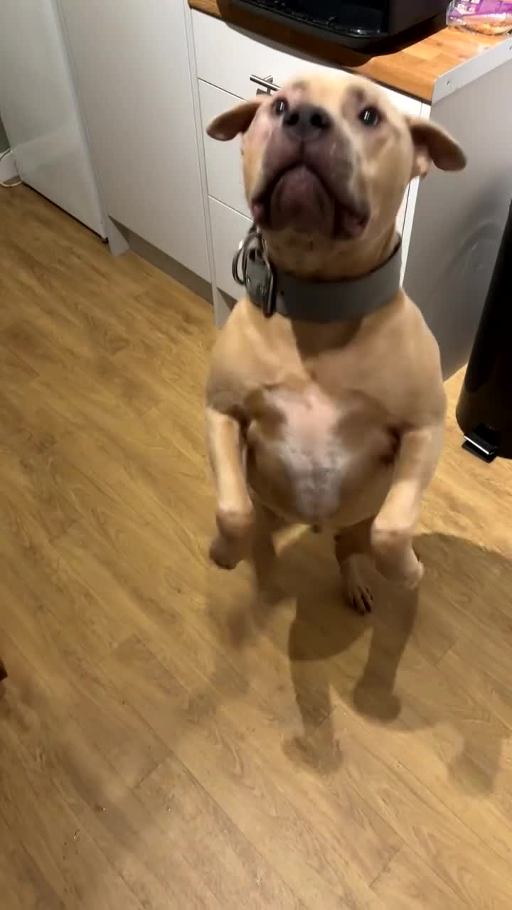 Staffordshire Bull Terrier dogs for sale: Male Staffordshire bull terrier  - Video 4