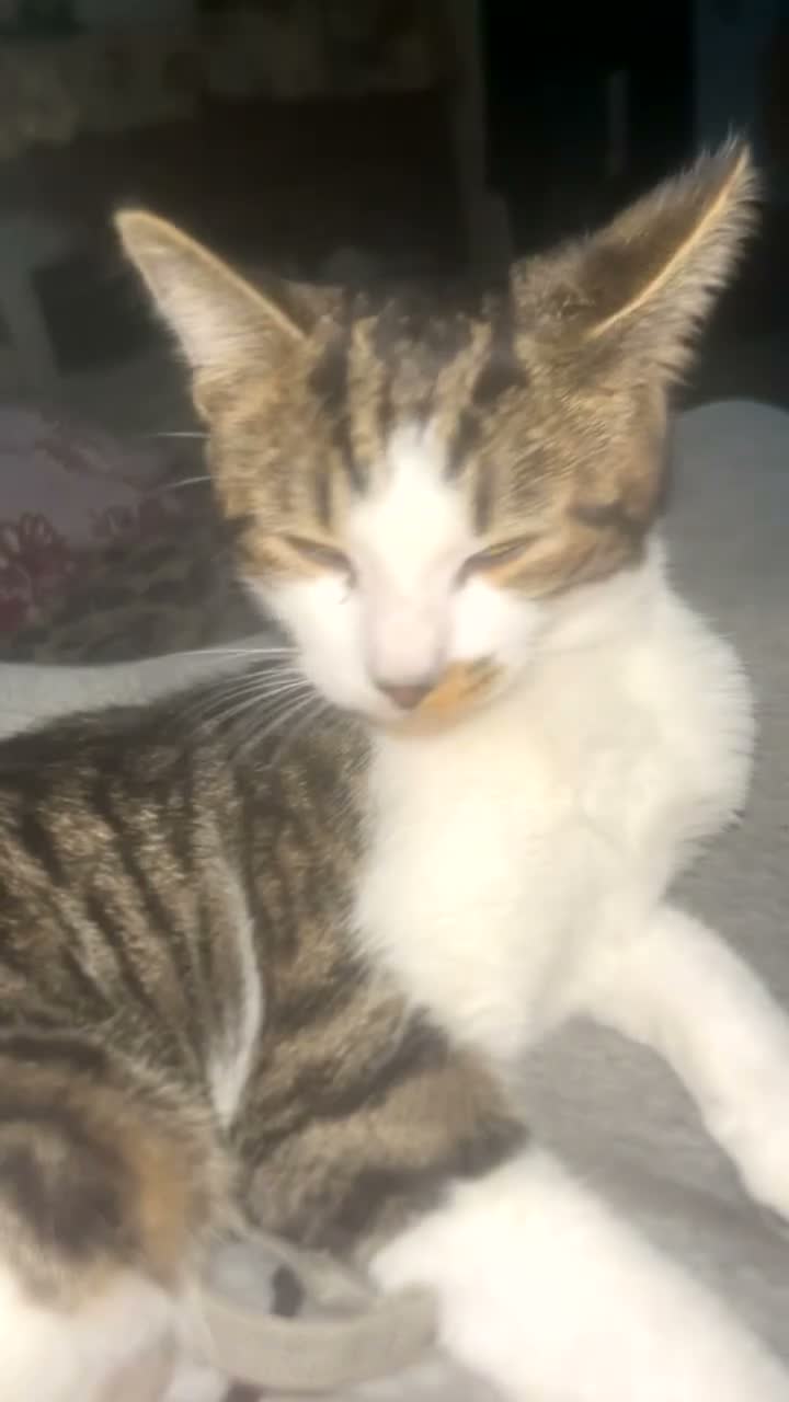 Mixed Breed cats for sale: 2 baby female 1 year male kitten need rehoming!!! - Video 1