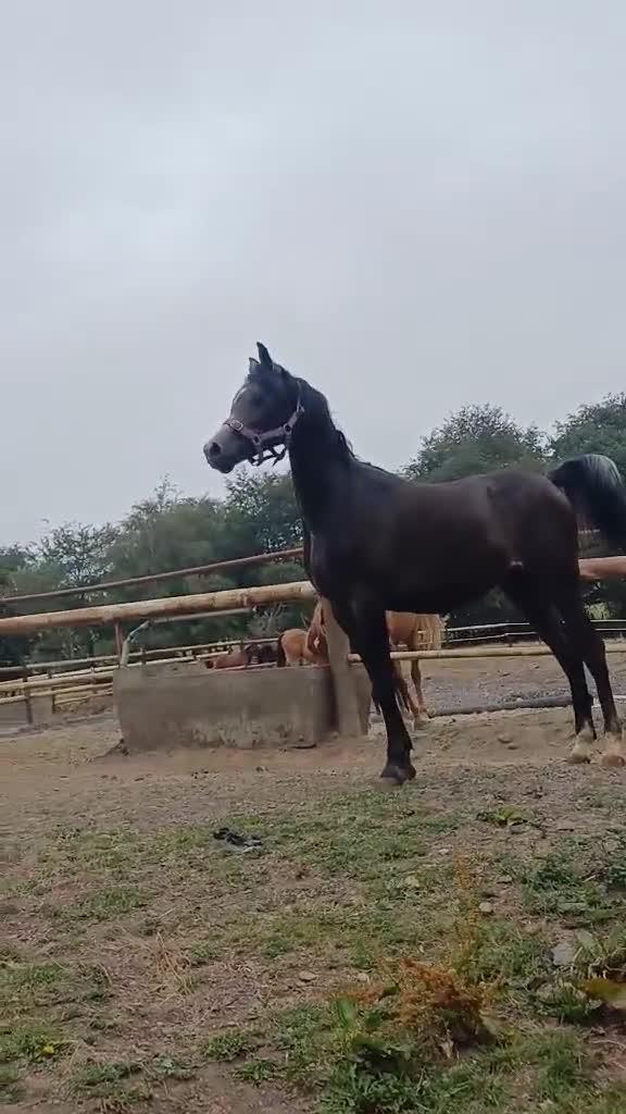 Arabian horse horses for sale: Eye-catching grey Arab yearling gelding - Video 1