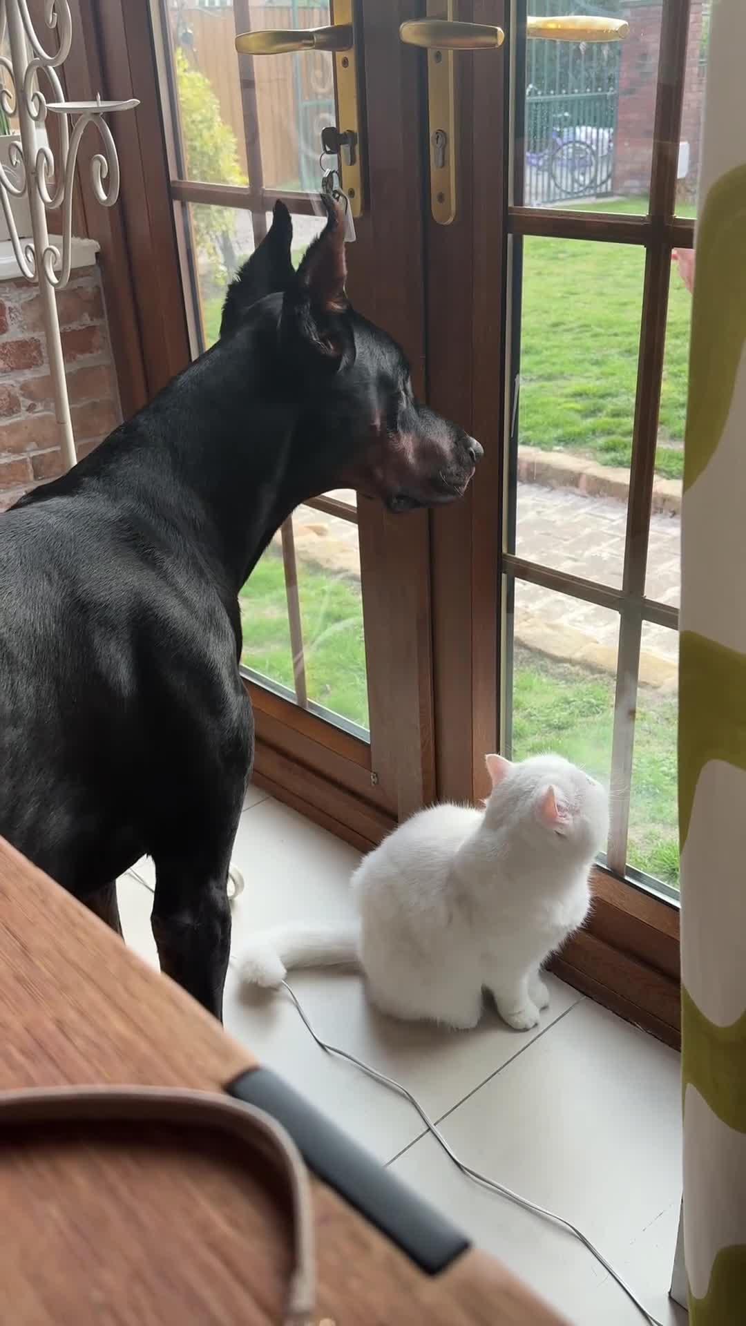 Exotic cats for sale: Shorthair Exotic for sale - Video 1