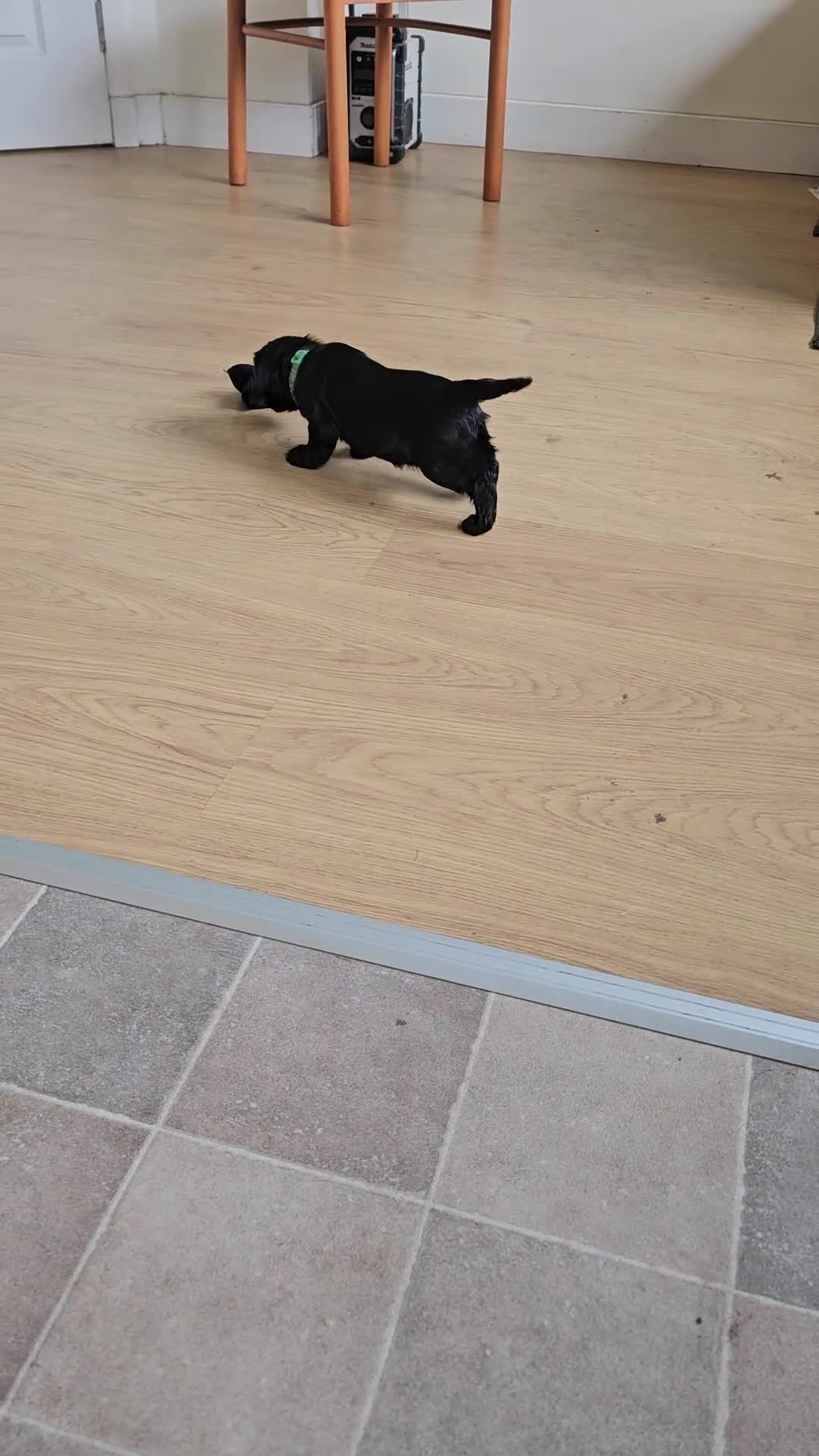 Cocker Spaniel dogs for sale: Working cocker spaniel pup - Video 4