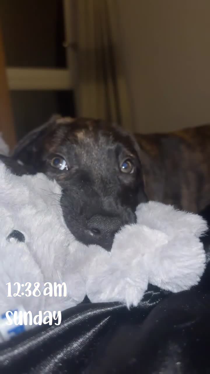 Mixed Breed dogs for sale: Male puppy ready for rehoming  - Video 1