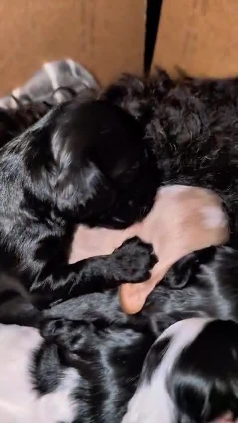 Cockapoo dogs for sale: Gorgeous cockapoo puppies  - Video 2