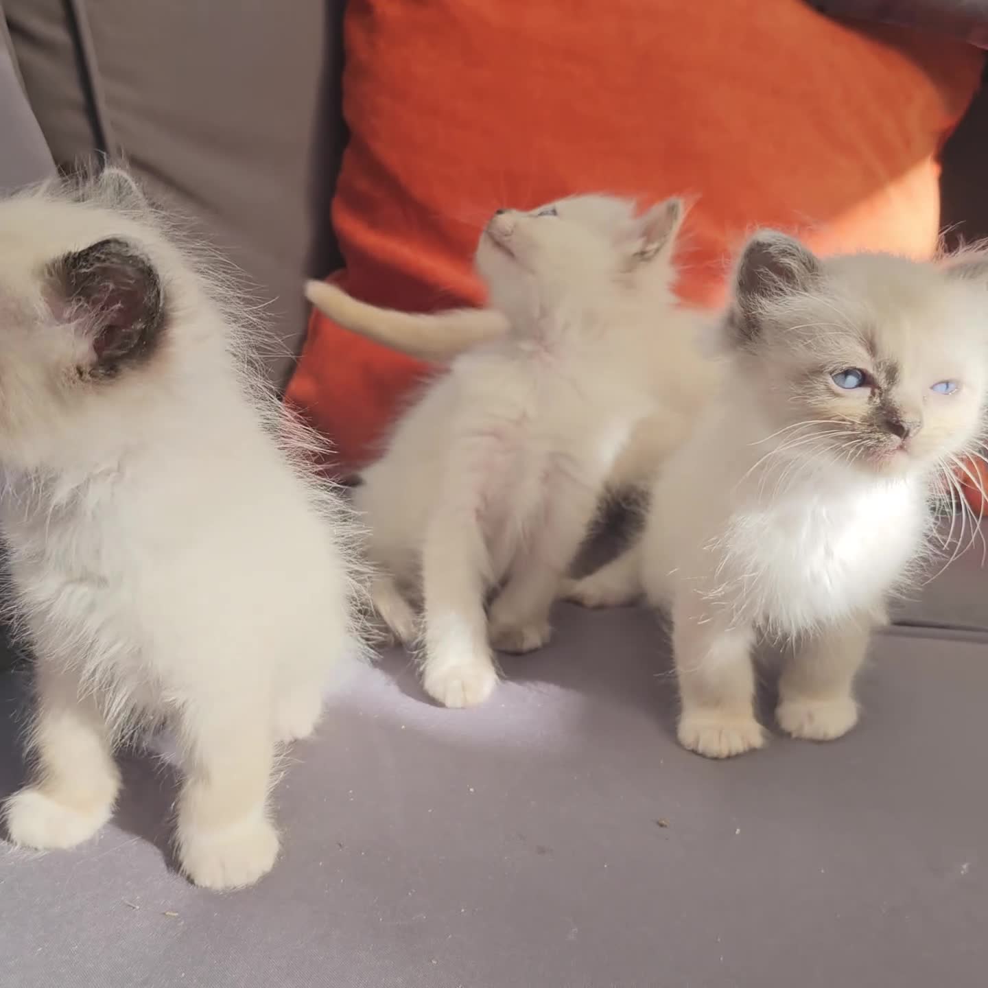 Ragdoll cats for sale: ragdoll kittens for  sale  - Video 1