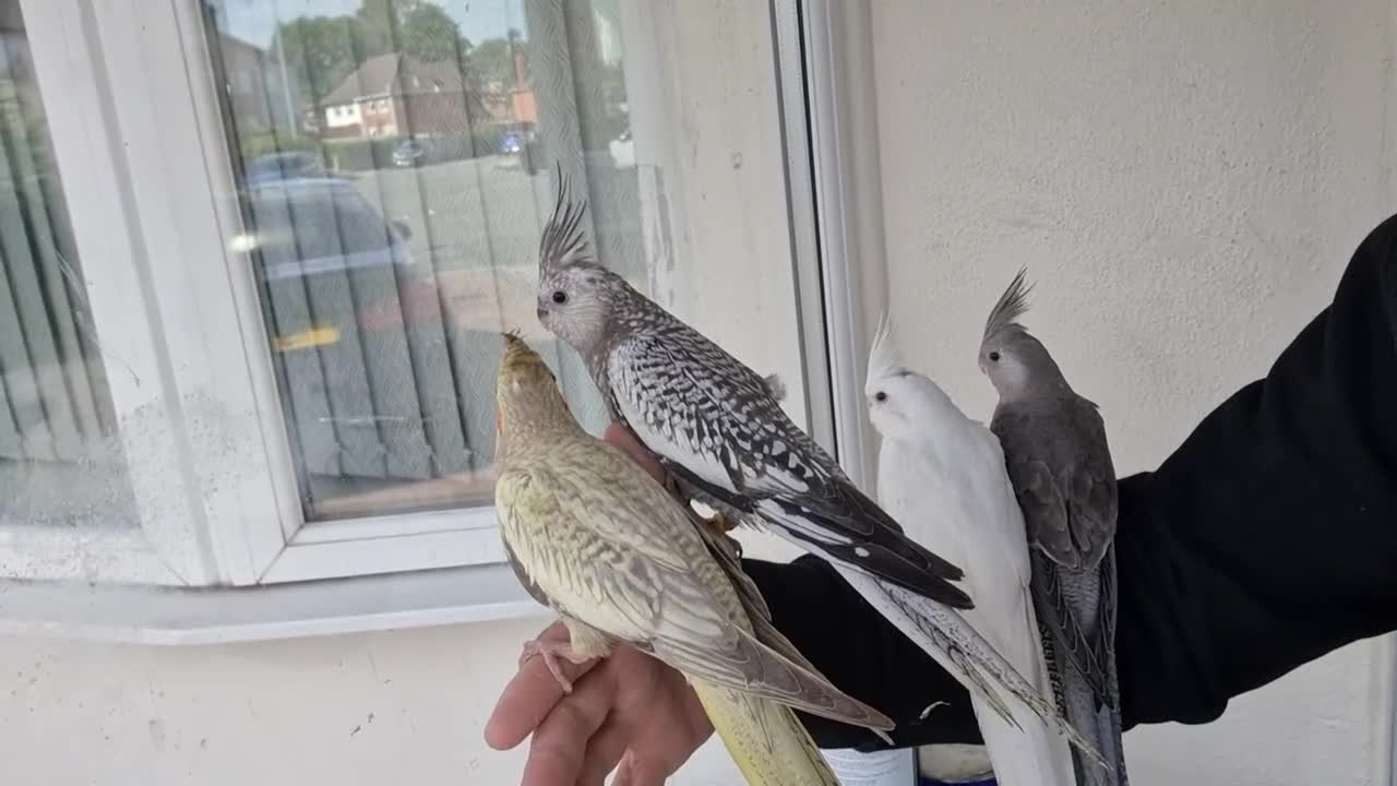 Cockatiels birds for sale: Super hand tamed baby cockatiels  - Video 1