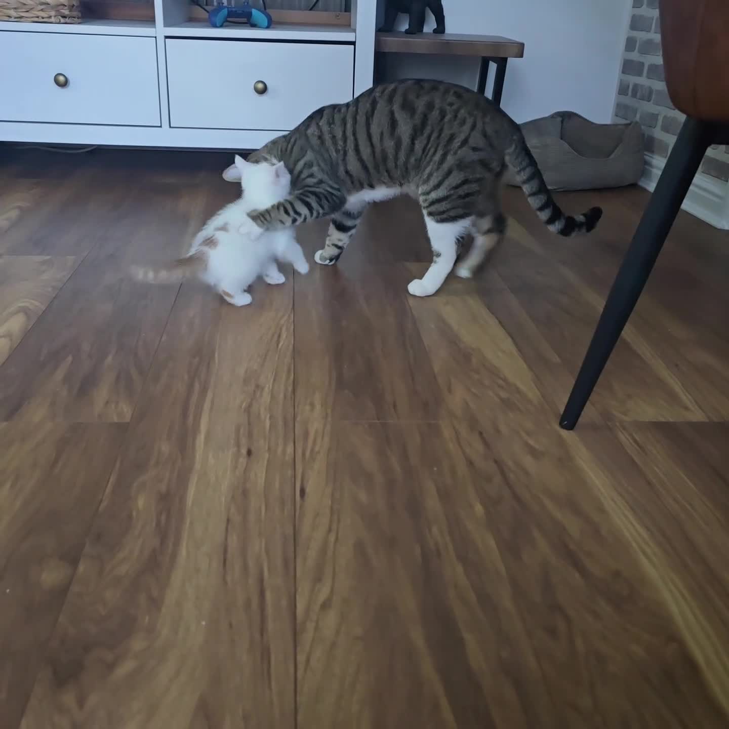 Mixed Breed cats for sale: SweetPlayfulKitten–Socialised with Dog 😻 - Video 1