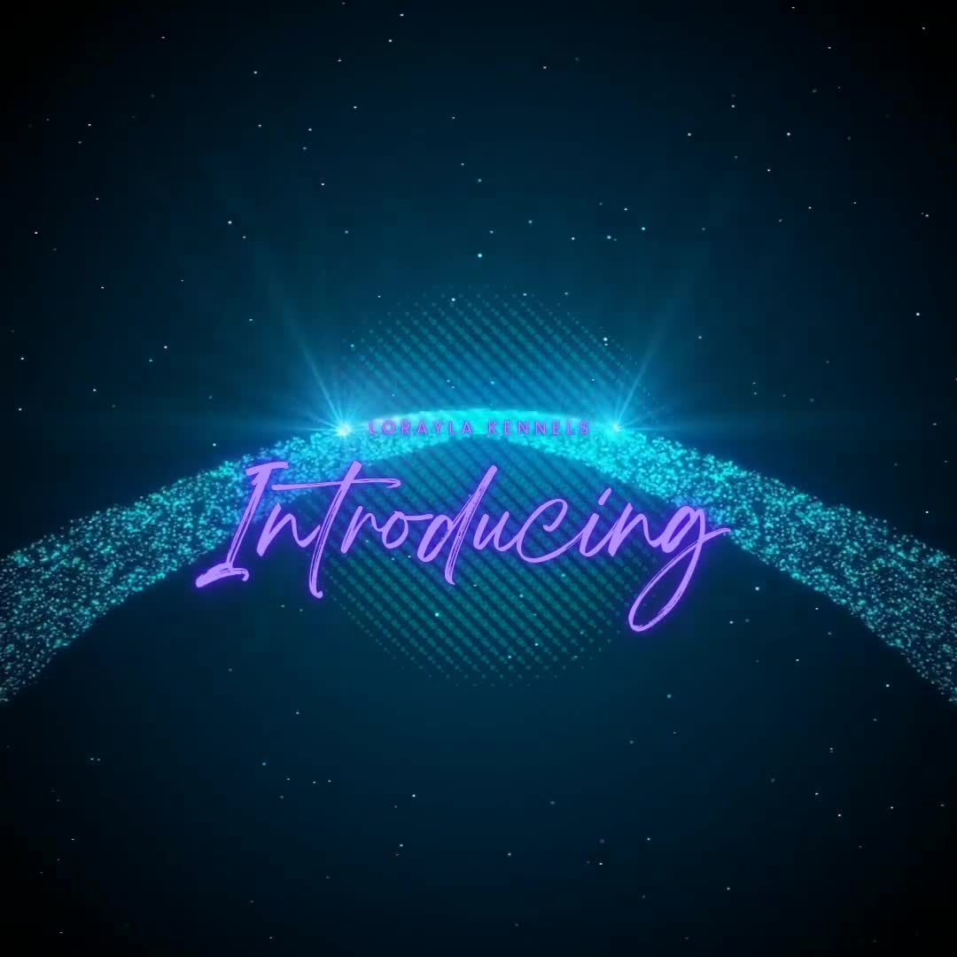 Rottweiler dogs for sale: Excellent Pedigree Dog Puppy - Video 1