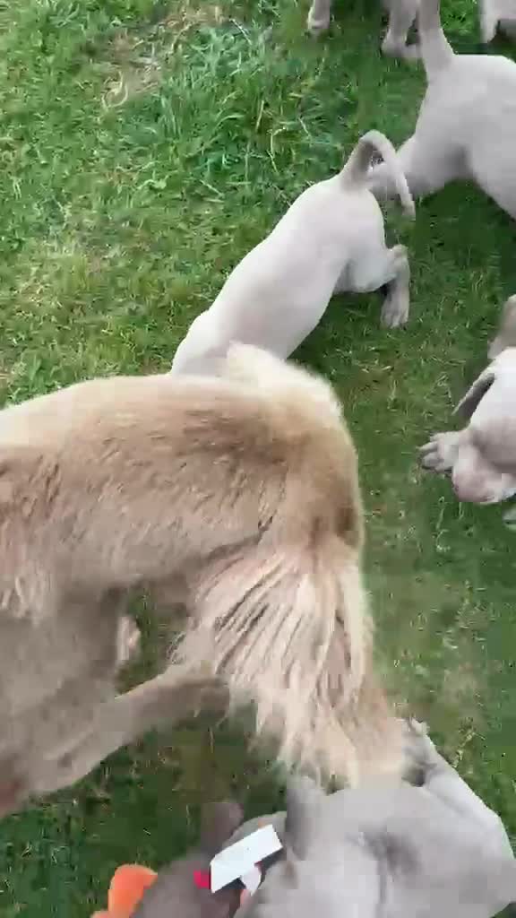 Weimaraner dogs for sale: Long & Short Haired Weimaraner KC reg - Video 1