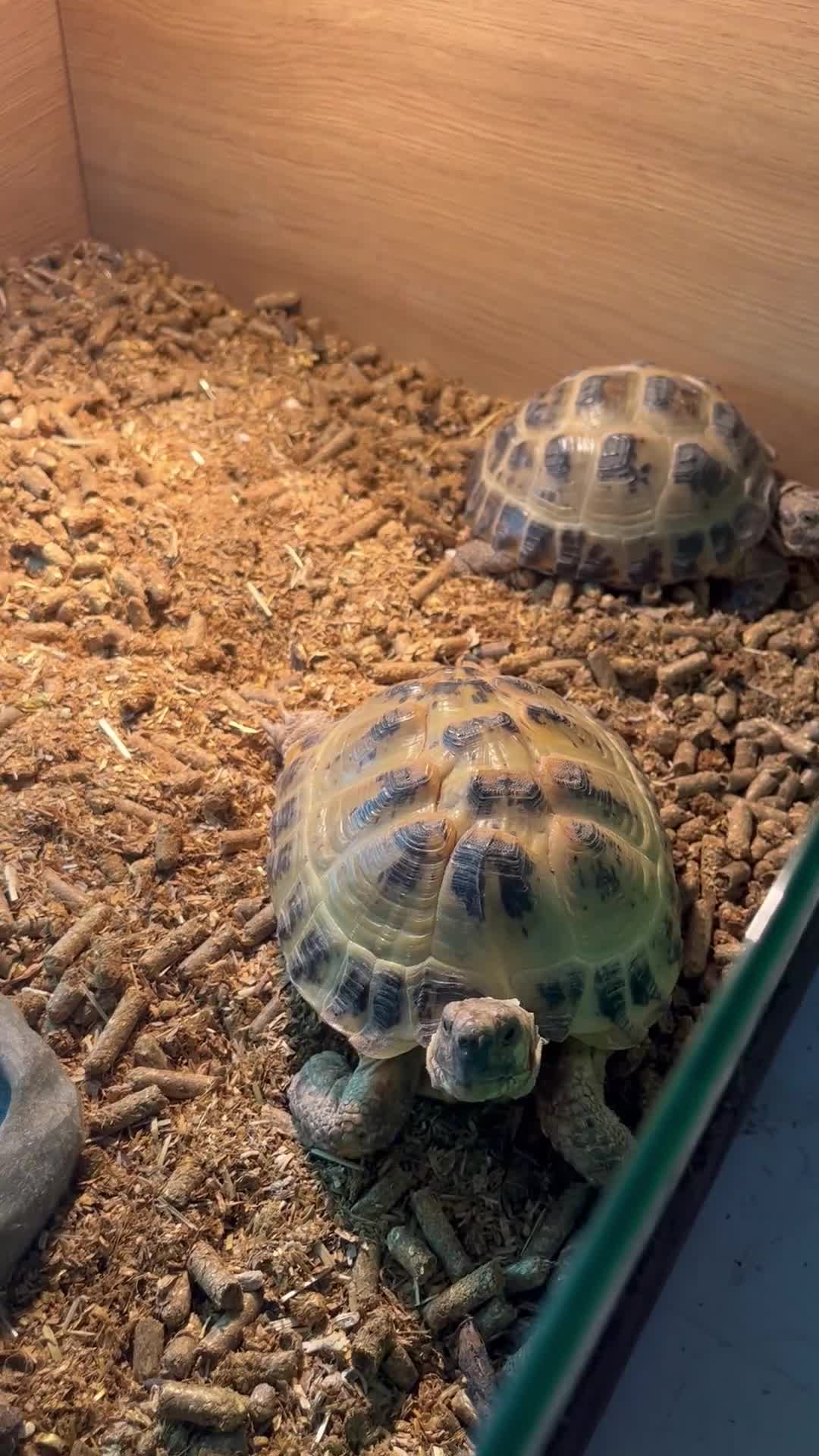 Hermann Tortoise reptiles for sale: Pair of female Horsefield (Russian)And cage  - Video 2