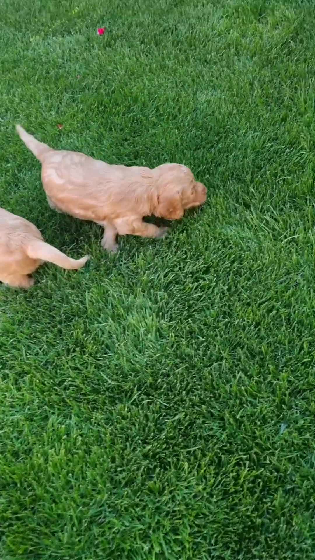 Cockapoo dogs for sale: Sweet and beautiful golden/red boy cockerpoo  - Video 2