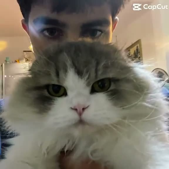 Scottish Fold cats for sale: Rare Scottish Fold cats in London - Video 1