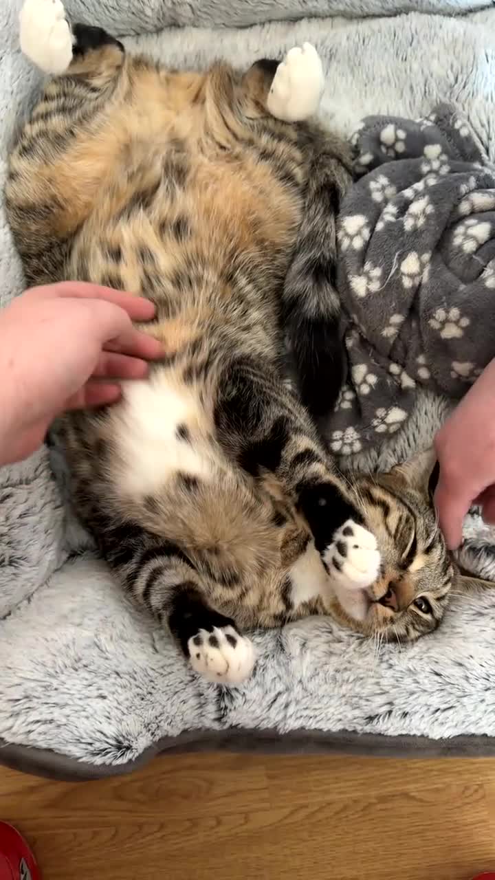 Domestic Shorthair cats for sale: Milo  - Video 1