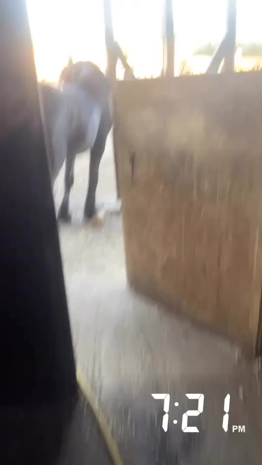 Welsh Section C horses for sale: Welsh x cob  - Video 2