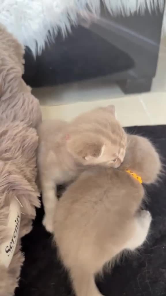British Shorthair cats for sale: Beautiful British kittens Available 🐾🐾❤️ - Video 1