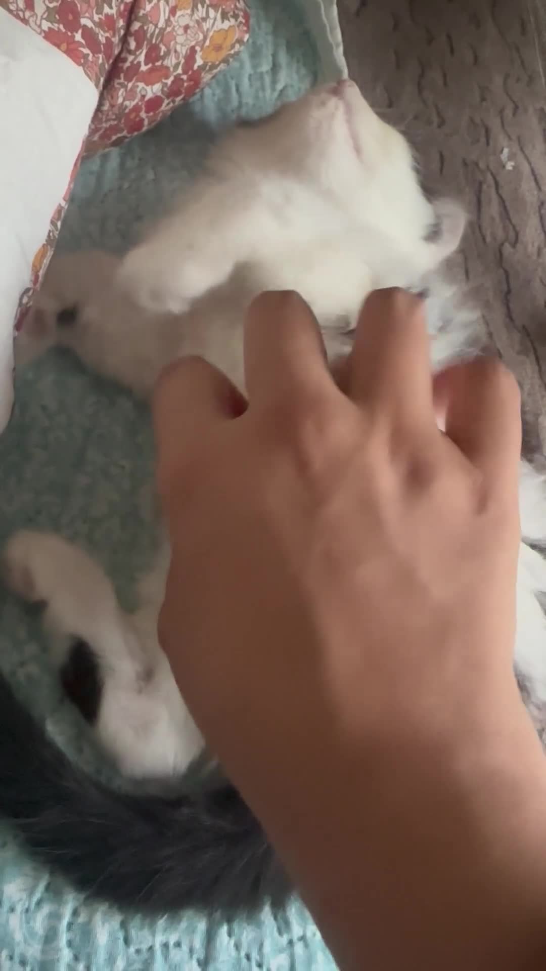 Ragdoll cats for sale: Mixed ragdoll kittens for sale ! - Video 1