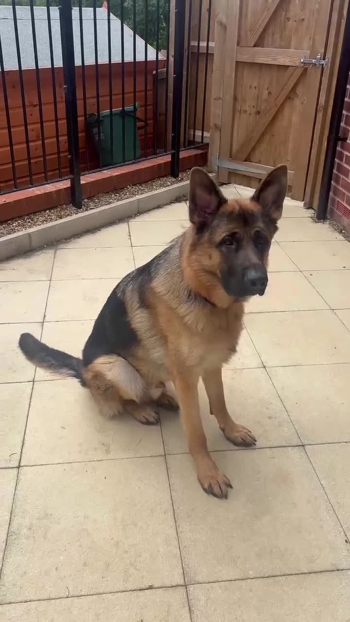 German Shepherd dogs for sale: Beautiful KC registered German Shepherd Boy in Hatfield - Video 1
