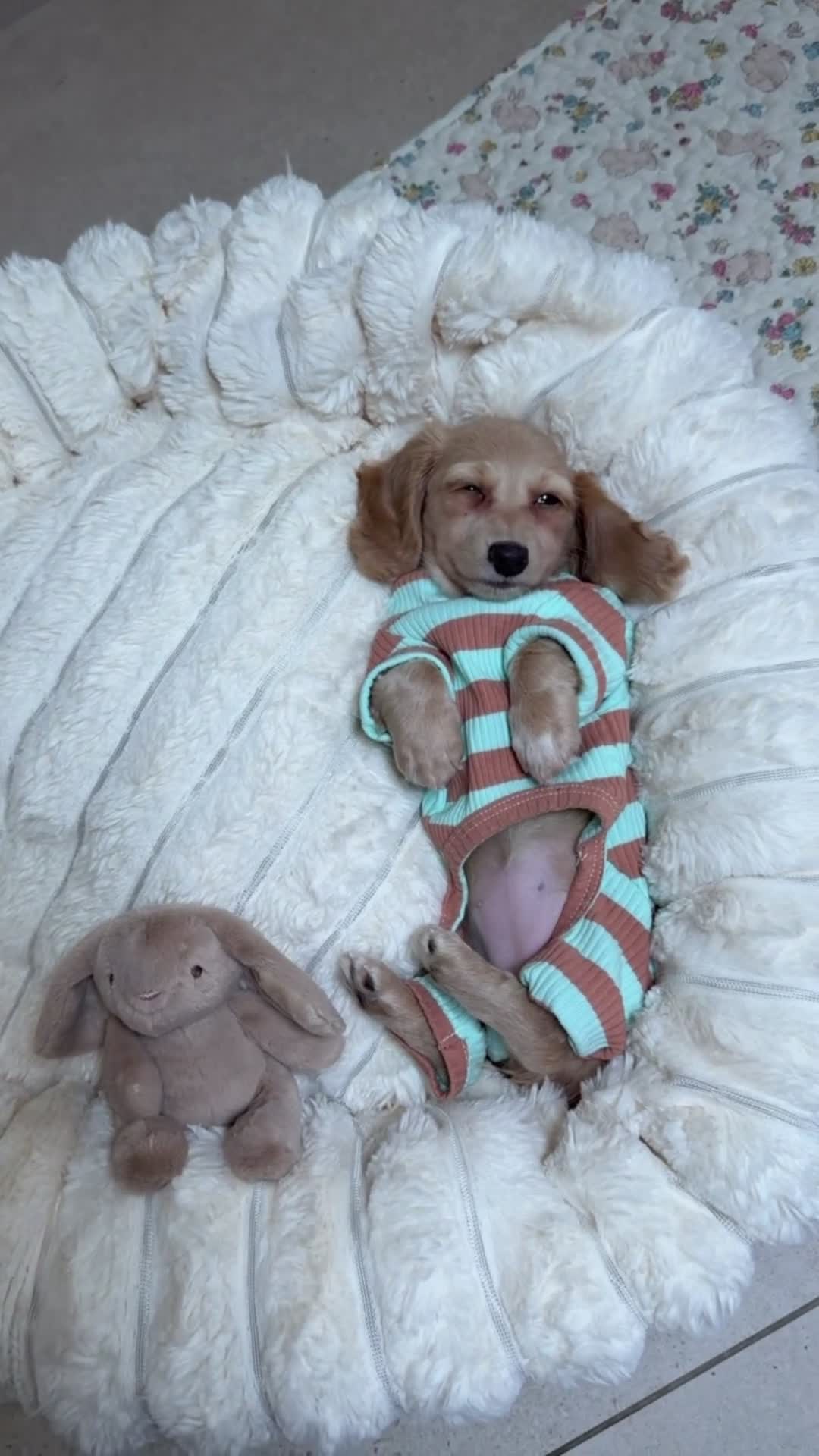 Miniature Dachshund dogs for sale: Intensity cream long hair miniature Dachshunds 🍦 - Video 2