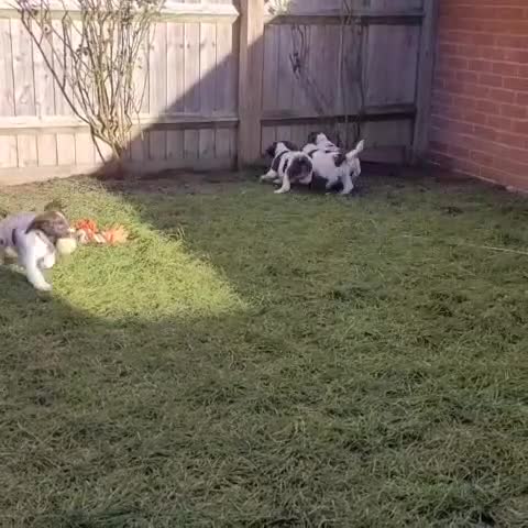 English Springer Spaniel dogs for sale: English Springer Spaniel Pups - Video 1