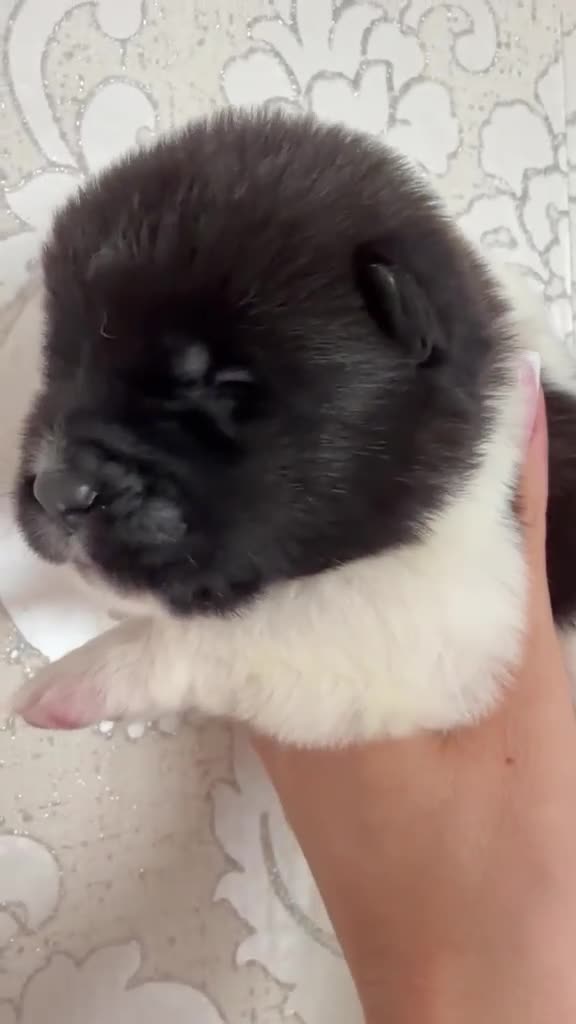 Akita dogs for sale: AKITA PUPS! PARENTS KC REGISTERED  - Video 1