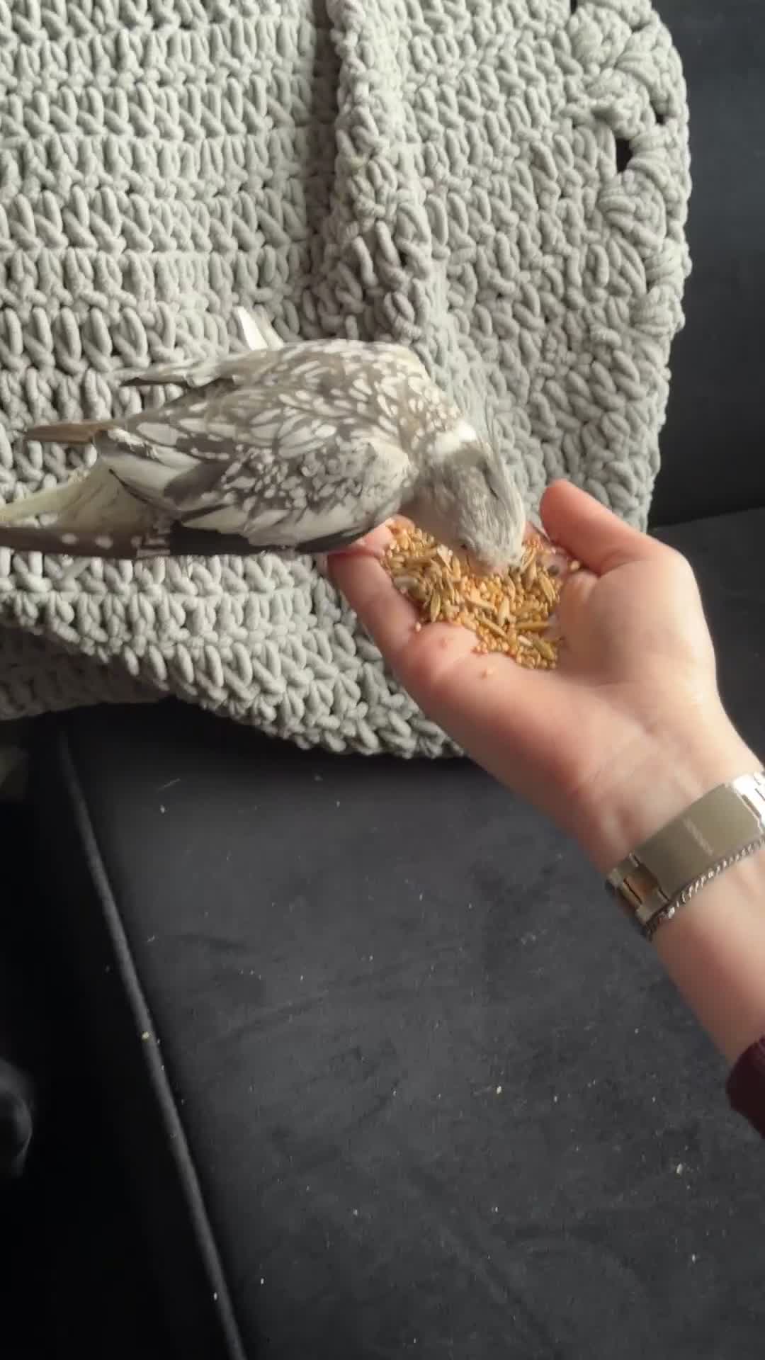 Cockatiels birds for sale: 2 male cockatiels for sale  in Chester - Video 1
