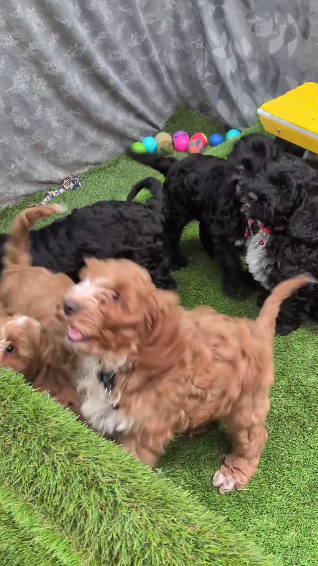 Cockapoo dogs for sale: Fully vaccinated F1 Cockapoo puppies - Video 1