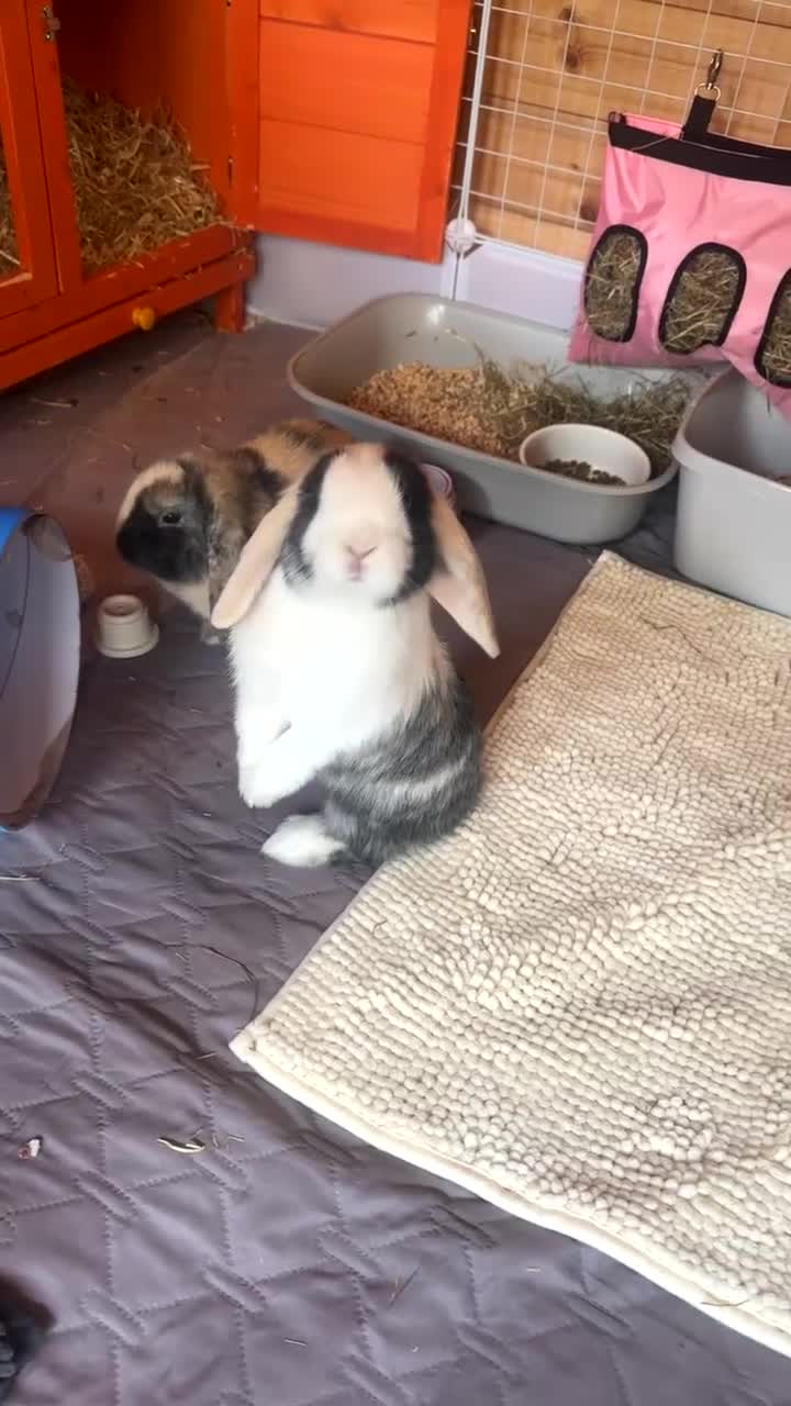 Mini Lop rabbits for sale: Ginger & coco  - Video 4