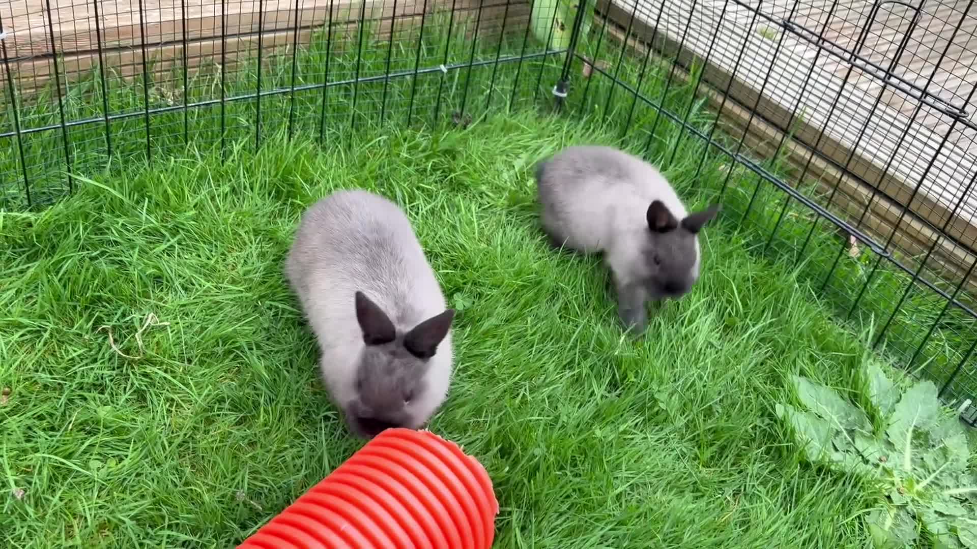 Netherland Dwarf rabbits for sale: * Ready Now * Netherland Dwarf Bunnies - Video 1