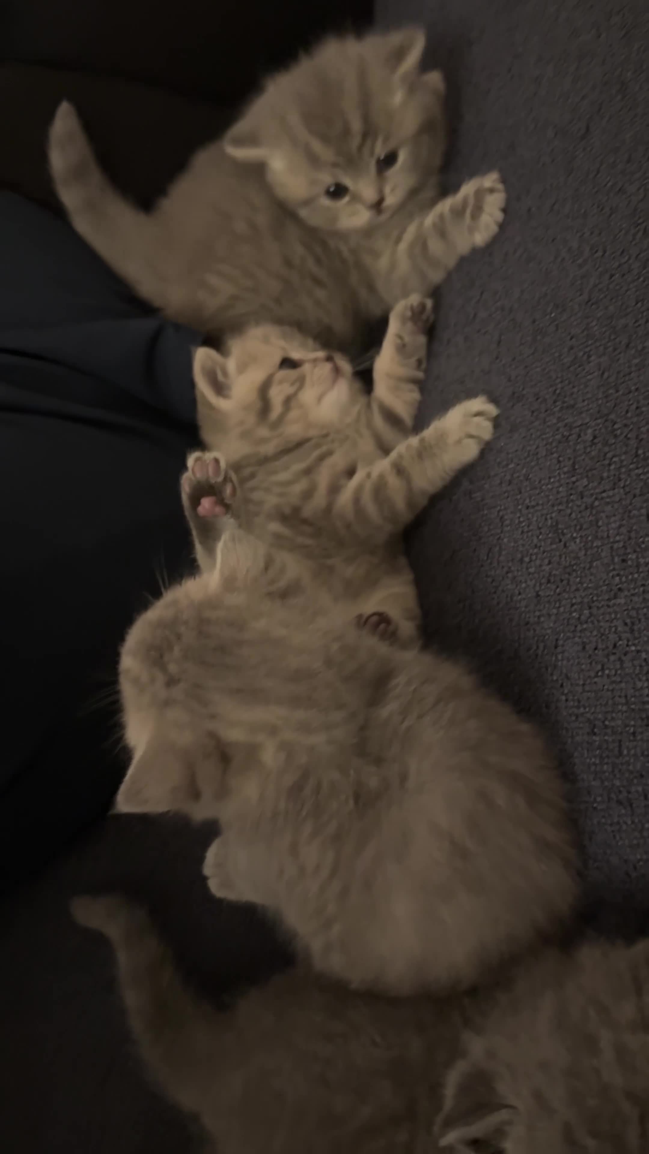 British Shorthair cats for sale: These are pedigree kittens! - Video 1