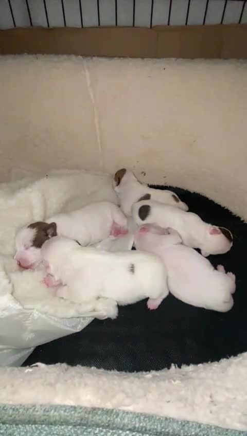 Jack Russell dogs for sale: 3 stunning girls  - Video 2
