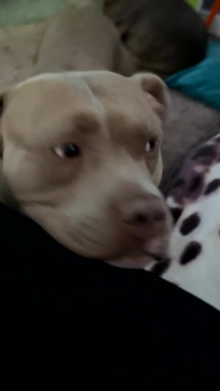 Mixed Breed dogs for sale: 3 Year old Bully  - Video 1