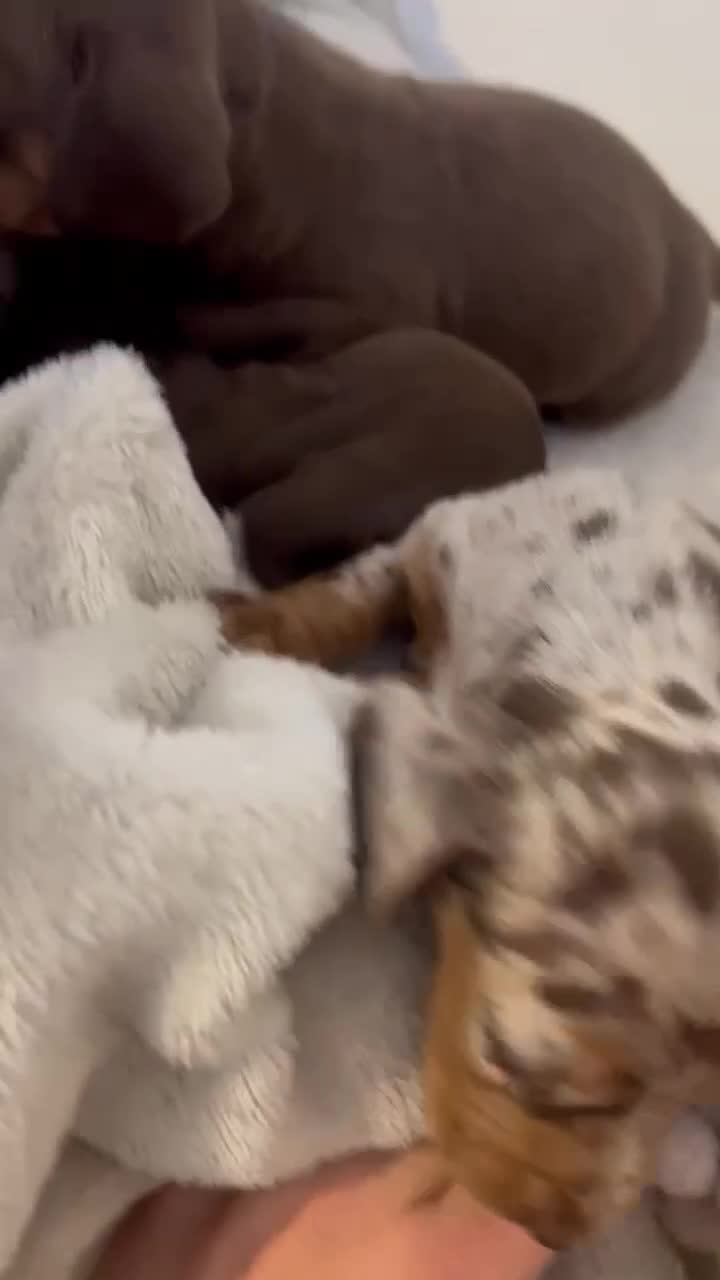 Miniature Dachshund dogs for sale: Miniature dachshund puppy’s  - Video 1