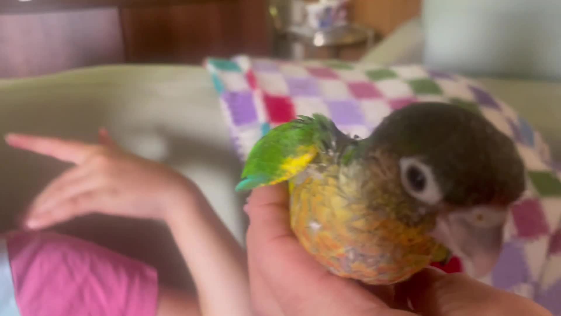 Conures birds for sale: Hand reared green cheeked conures - Video 2