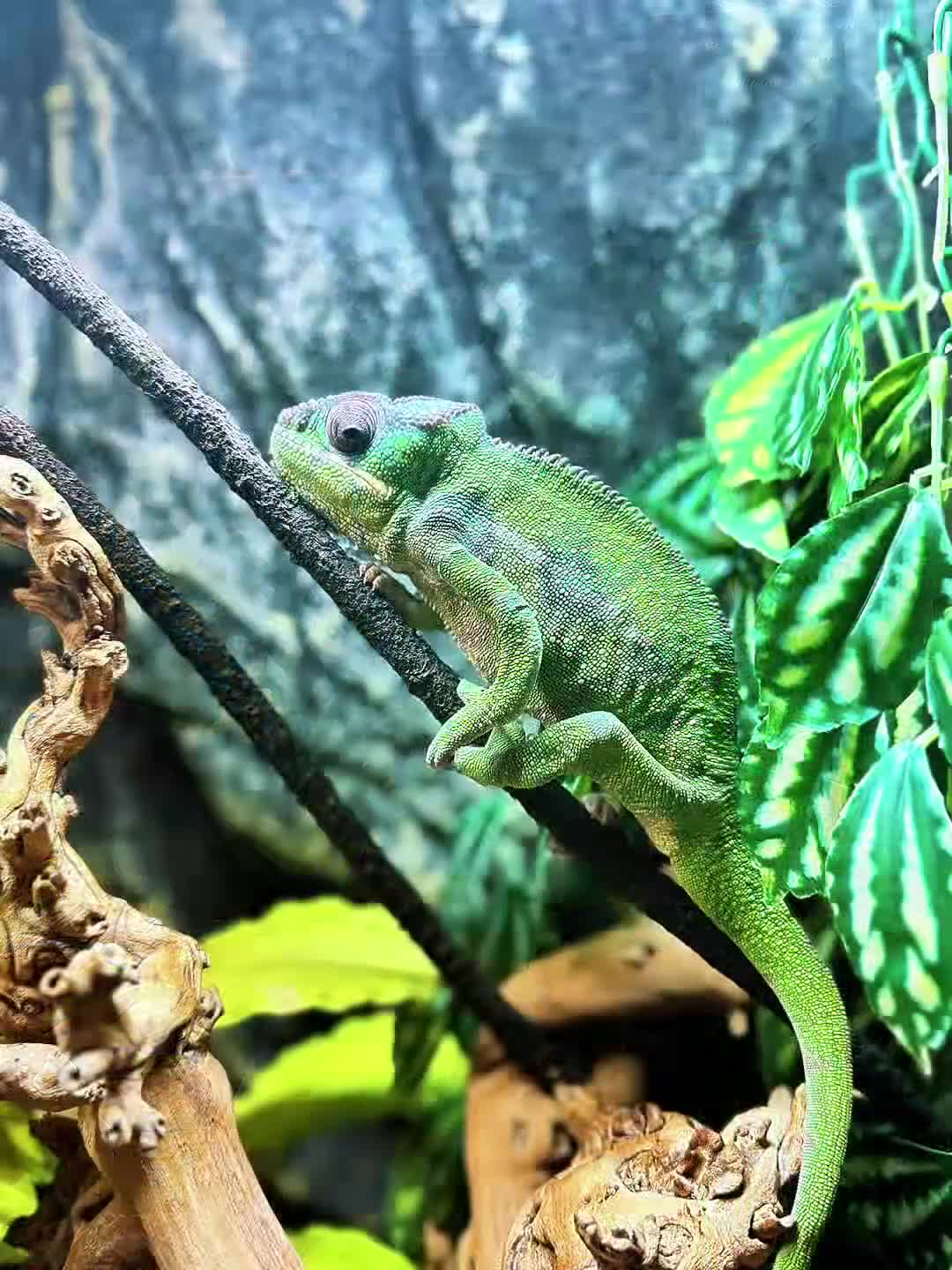 Chameleon reptiles for sale: Guardian The Chameleon in Llanfairpwllgwyngyll - Video 1