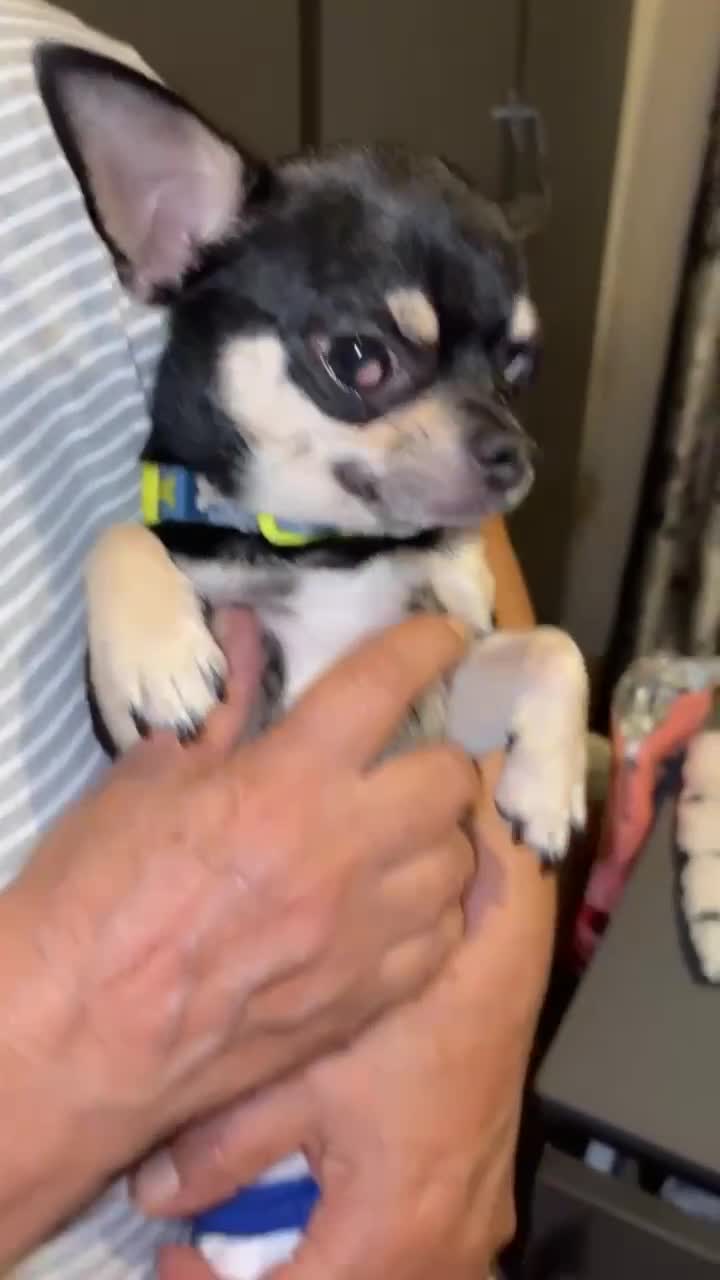 Chihuahua dogs for sale: Chihuahua fór sale Also puppies fór sale 1month1dy - Video 1