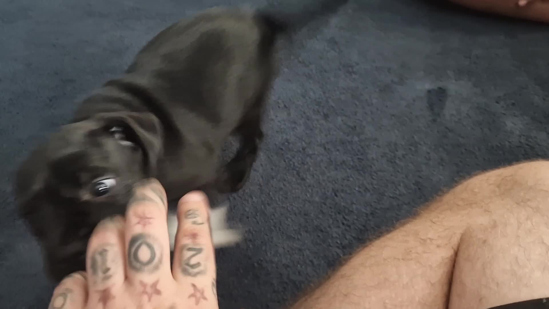 Staffordshire Bull Terrier dogs for sale: Staffordshire bull terrier - Video 1