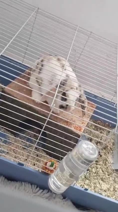 Mini Lop rabbits for sale: Oliver Twist in London - Video 2