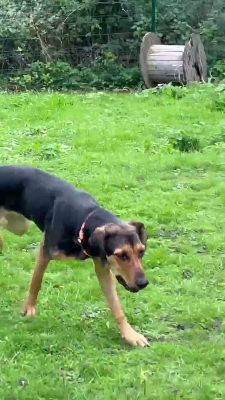 Mixed Breed dogs for adoption: Moca needs a loving home  - Video 1